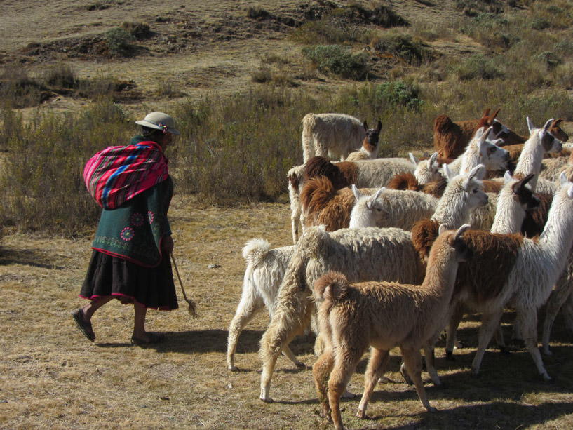 Lamas werden auf die Weide getrieben.