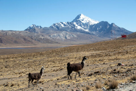 Bolivien - Huayna Potosí 6.088 m (Foto: P. Pohle)
