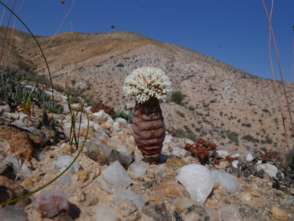 Zum Artikel "Forschungskolloquium PG: Quartz island flora in South Africa: from biotic interactions to habitat island biogeography.  – Mi. 12.11.2025"