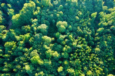 Zum Artikel "Forschungskolloquium KG: Natural Capital Between Greening GDP and Private Finance for Nature – 28.01.2026"